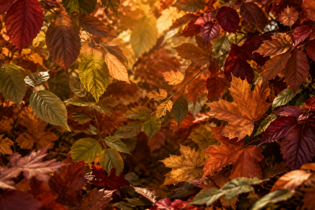 Full-frame premium autumn leaves background